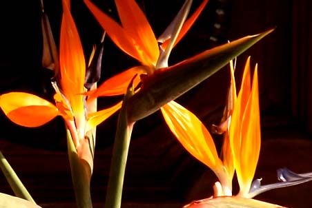 Bouganvilla Home Stay